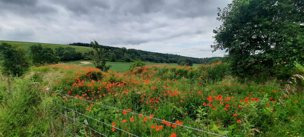 A vibrant patch of red poppies blooms beside a wire fence along the South Downs Way, adding a splash of color to the green countryside. Rolling fields and dense woodland stretch into the distance under a cloudy sky. The scene captures the wild beauty of the English landscape in full bloom.