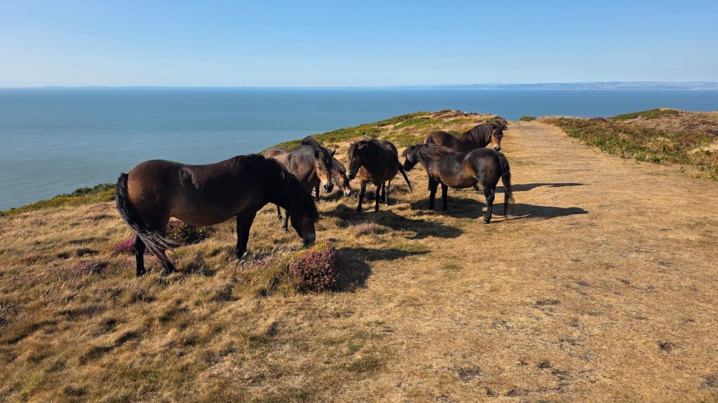 Exmoor Ponies graze in the sun on the top of Countisbury Hill in Devon. The ocean can be seen stretching out in the background on the Porlock Weir to Lynmouth trail.