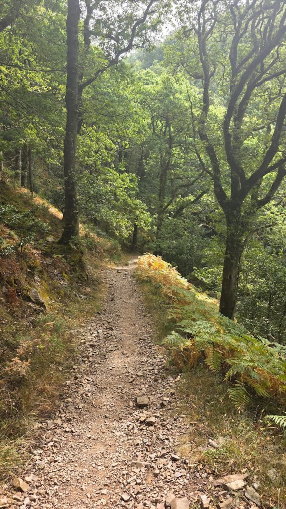 A woodland hiking trail surrounded by gorgeous trees on the Porlock and Lynmouth hiking trail.