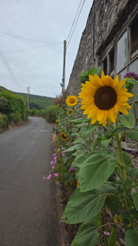 Sunflowers line a road beside a stone cottage in Porlock Weir on the Porlock to Lynmouth section of the South West Coast Path.