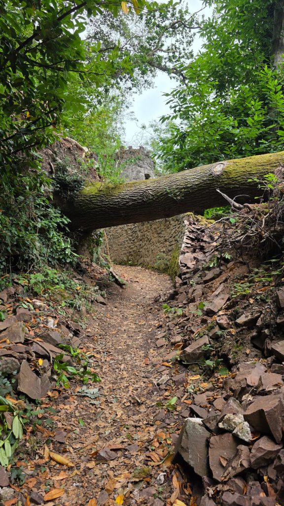 A large tree covers a walking trail between Porlock Weir and Culbone. The trail passed beneath the tree between rocky sides of the path.